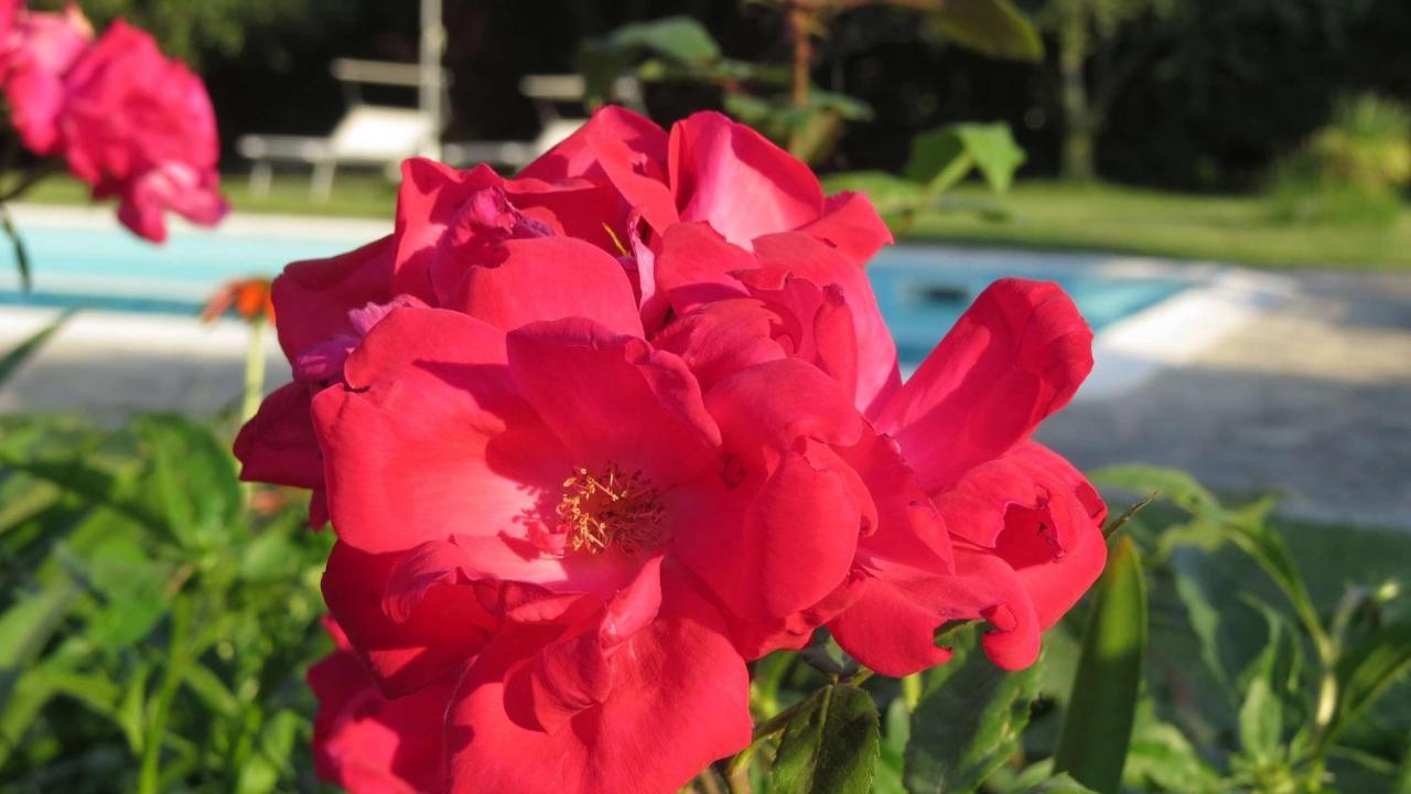 Bed and Breakfast Il Gelso Di Barcuzzi Lonato del Garda Exterior foto